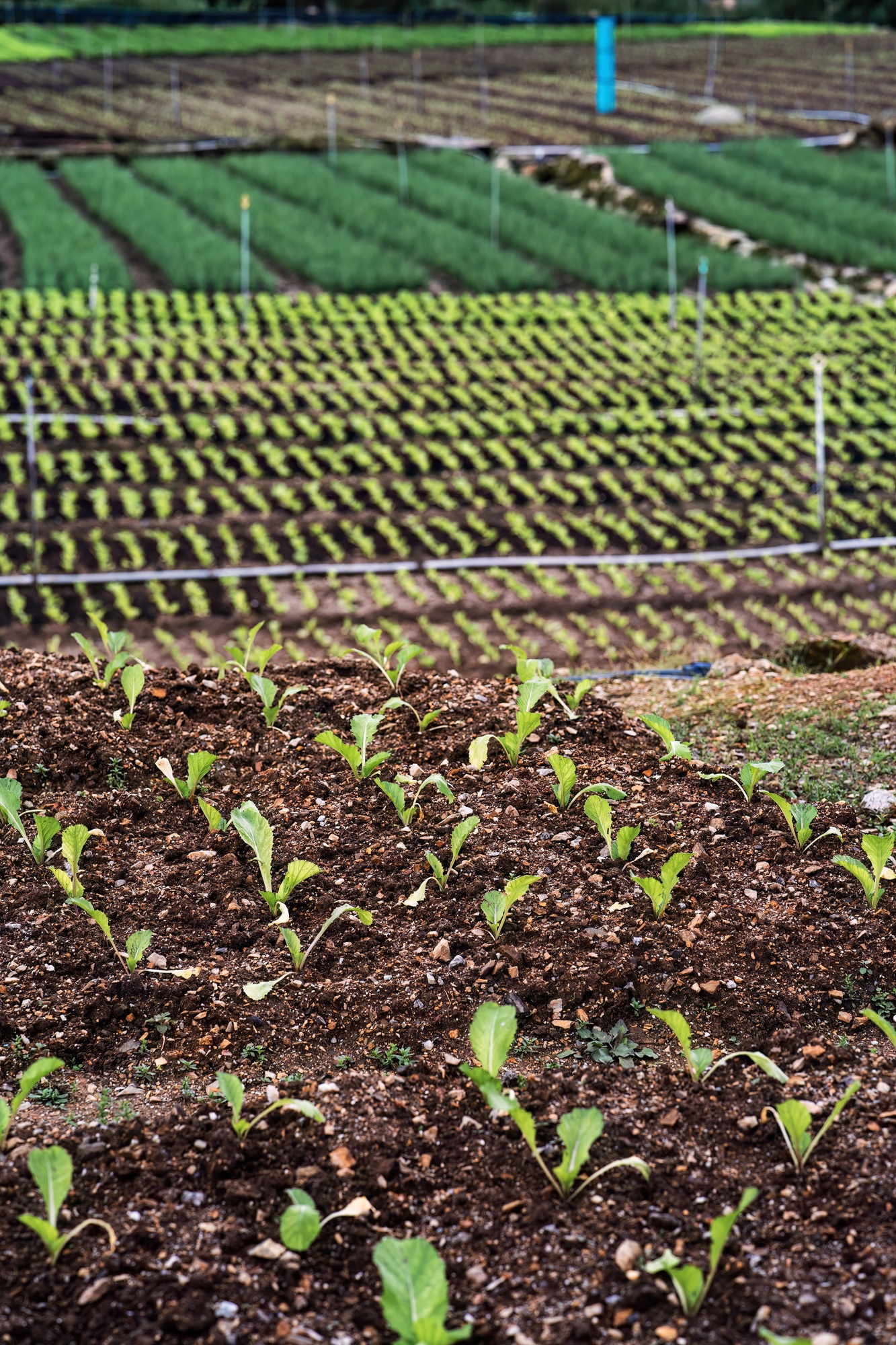 Agricultural industry. Growing diffrent kinds of vegetables on field.