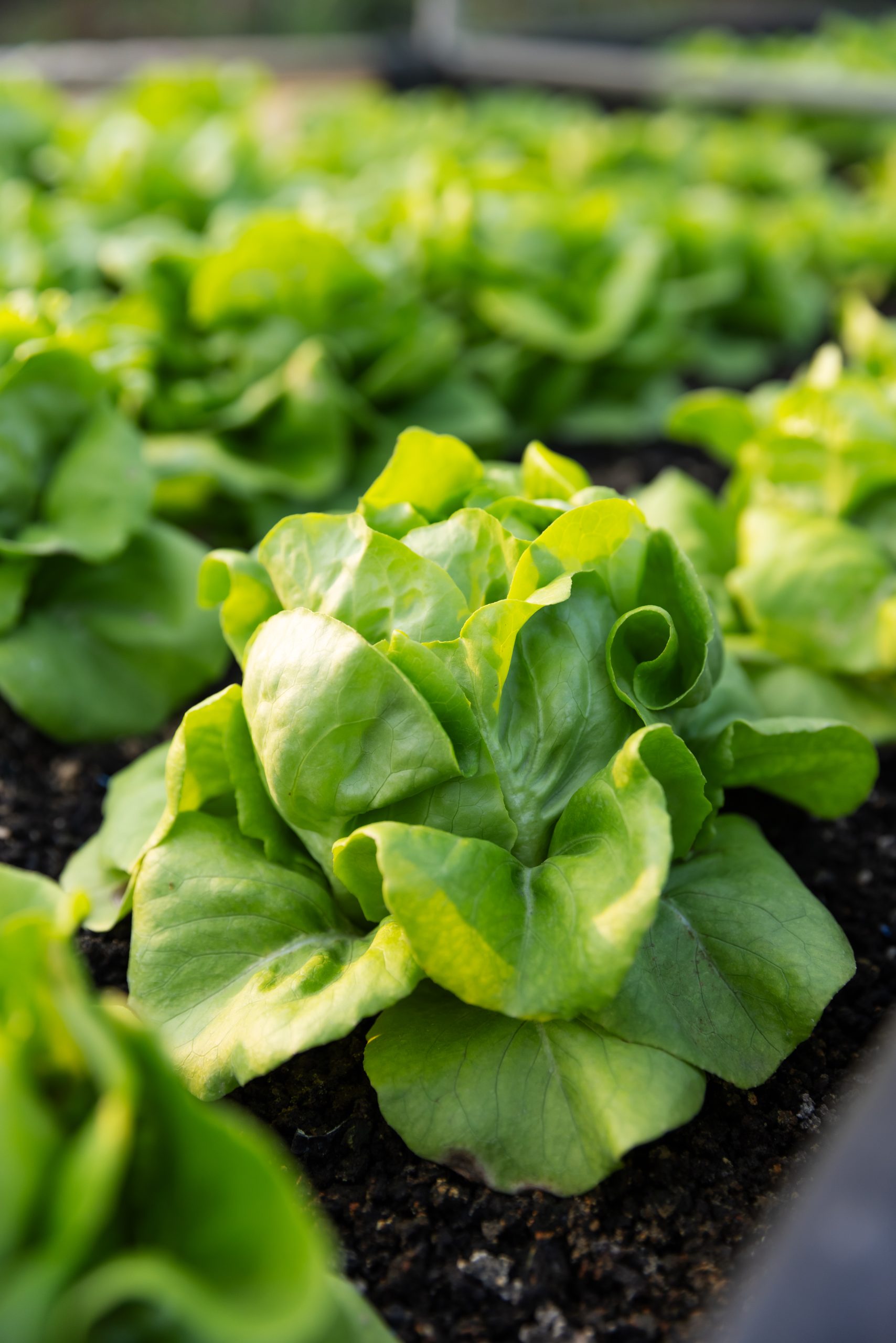close-up-of-fresh-green-lettuce-growing-in-fertile-2024-12-07-23-51-02-utc close-up-of-fresh-green-lettuce-growing-in-fertile-2024-12-07-23-51-02-utc