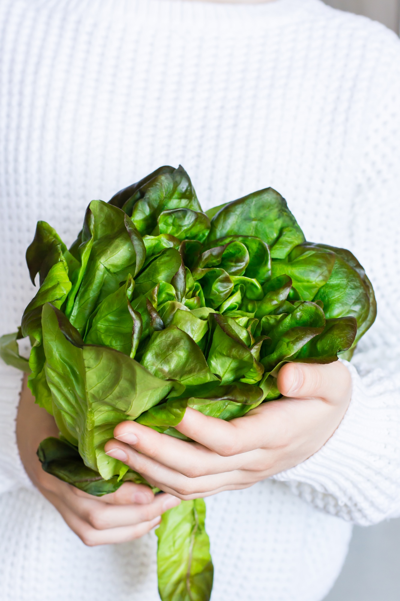 Fresh bunch of oily lettuce in female hands. Natural antioxidant. Vertical view
