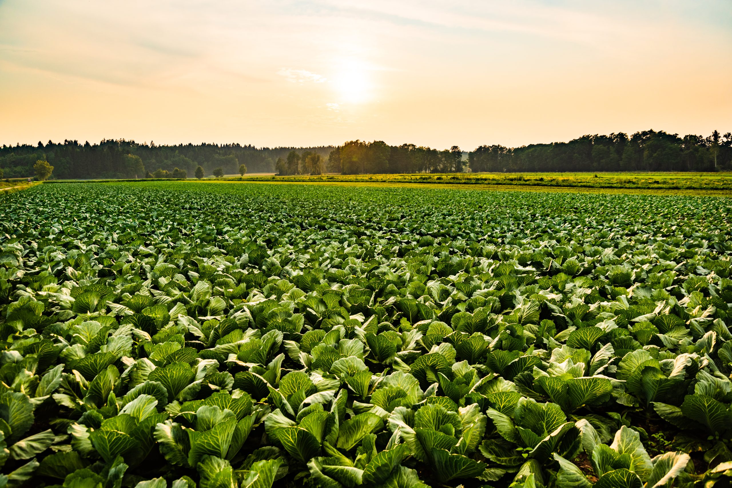 Green cabbages heads in line grow on field. Green cabbages heads in line grow on field. Agriculture concept.