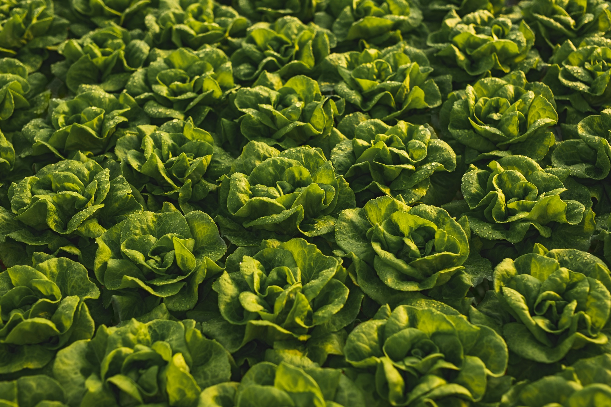 Rows of lush fresh lettuce in garden