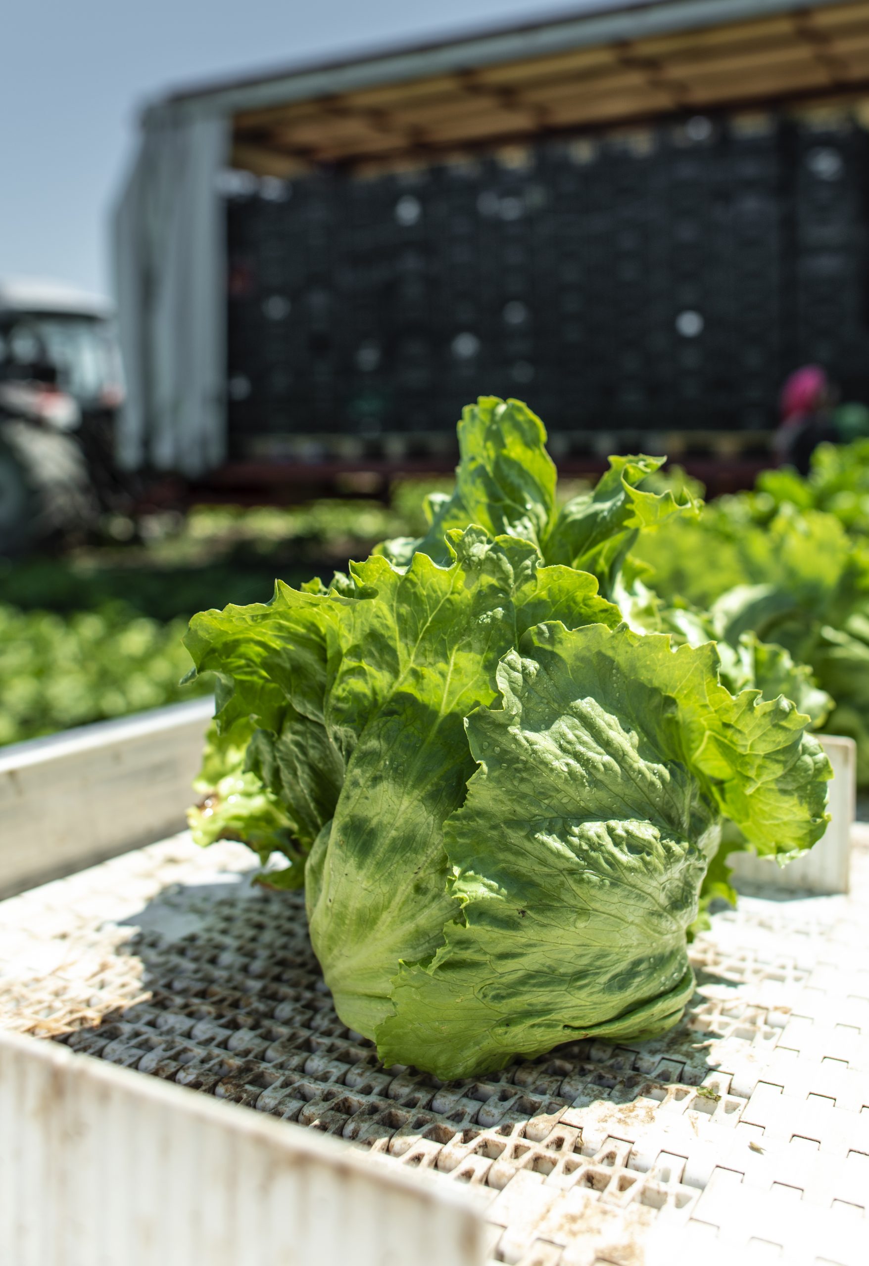 Tractor with production line for harvest lettuce automatically. Tractor with production line for harvest lettuce automatically. Lettuce iceberg picking machine on the field in farm. Concept for automatization in the agriculture.