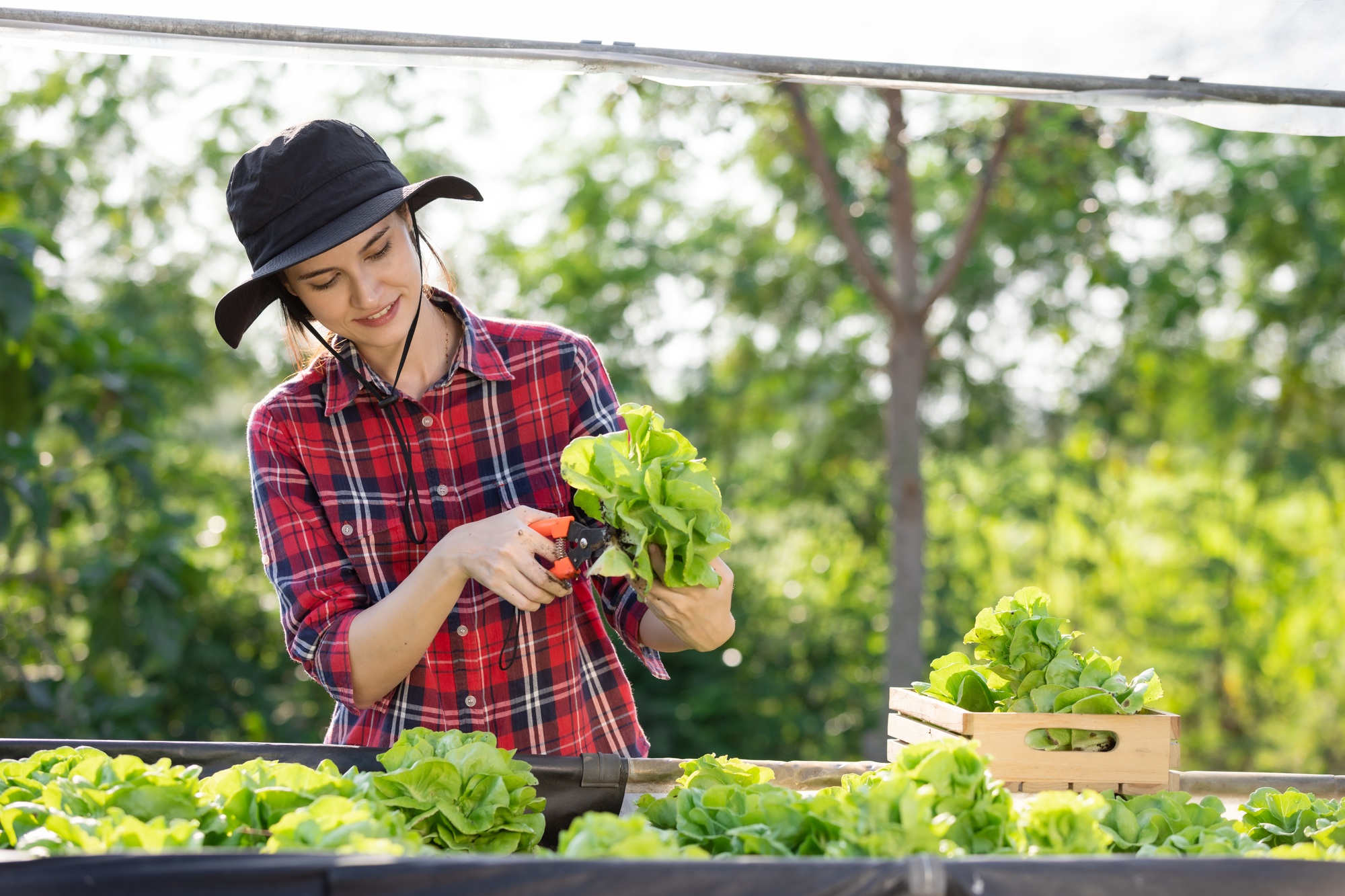 Young female farmer happily collects organically grown lettuce in the field.